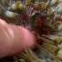 Sticking Finger Into Sea Anemone