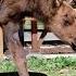 Orphaned Moose Calf Recovers At Alaska Wildlife Conservation Center