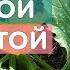 3 таблетки ЭТОГО и никакой мучнистой росы и фитофторы профилактика и лечение грибковых заболеваний