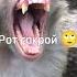 Бубубубу юмор Brother а4 Rek майнкрафт Monkey Tiktok роблокс Omega браток