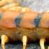 Giant Centipede The LARGEST Living CENTIPEDE Animal Fact Files