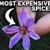 I Grew The World S Most Expensive Spice