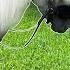 Rose Pink Tack Mini Horse Saddle Up Princess