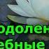 Что такое одолень трава и её Волшебные свойства