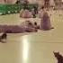 Look At The Cat Carefull Allahu Akbar Viralvideo Islamicstatus Ismail Madina Mashallah Shorts