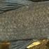 Black Carp Poses Threat To Snail And Mussels