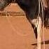 Wildpferde Zähmen In Namibia Natural Horsemanship