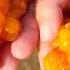 Cloudberry Is A Miracle Berry Cloudberry Useful Properties And Applications