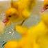 Funny Ducklings Jump And Swim In The Mini Bath For Baby