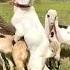 Hyderabadi Bakra Mating Short Bakra Breeding Viral Goatfarm Mating Goats Beautiful Bakraulabi