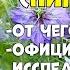 ЧЁРНЫЙ ТМИН чернушка посевная полезные свойства использование в медицине