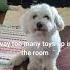 That S My Little Doggie Dude Dog Funny Cute Cotondetulear Viral Fyp