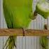 Parrot Talk And Smart Mitho Parrotshorts