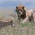 Dramatic Survival Cheetah Leads Lion Away To Protect Cubs Love Animals