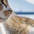 Sleep Music For Cats With Ocean Sounds Relaxation Music For Cheerful Cats