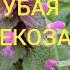 М ПРИШВИН ГОЛУБАЯ СТРЕКОЗА Аудиокнига рассказ дневникоптимистки аудиокнига Пришвин