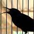 BURCIL BURUNG KECIL KOLIBRI BLACK SUNBIRD PANCINGAN KOLIBRI BLACK SUNBIRD