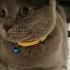 Bubbles The Cat Loafing Russian Blue Chat Gato Кот Kucing قط Pls Subscribe