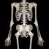 The Bones Skeletal System Song Anatomy