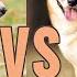 Basenji Vs Shiba Inu Which Is Better For You