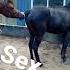 Horse Love Horse Mating Horse Sex Videos Trending Shorts Subscribe