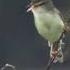 Cici Padi Zitting Cisticola