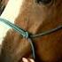 Swamp Fever Horses Infected With Incurable Virus