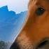 Lassie The Painted Hills 1951 Full Movie In 1080p HD Heartwarming Family Classic