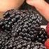 ASMR BERRY FRUIT PLATTER JUMBO BLACKBERRIES No Talking EATING SOUNDS ASMR Phan