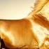 25 Most Beautiful Horses In The World Stunning Horse Breeds You Need To See