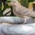 House Finch