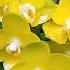 Cultivo Da Phalaenopsis Joy Spring Canary Orquideas Orchids