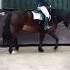 Wedstrijd Op Daisy Badie Horse Equestrian Wel 4de Geworden