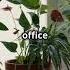 Transform Your Office With Calla Lilies Plant CallaLilies Plant AirPurifyingPlants