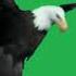 Eagle Slow Motion Grabbing From Things From The Water Green Screen Effect