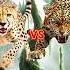 Cheetah Vs Animals And Jurassic World Animalbattle Jaguar