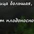 Как прикрыта пышной кроной пустота