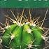 5 COMMON MISTAKES IN CACTUS CARE