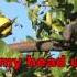 Lemon Tree Official Karaoke Version With Lyrics