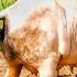 Big Kangeyam Mayilai Breed Tamilnadu Best Bull And Cow Jallikattu Kalai