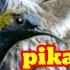 Suara Pikat Burung Sogok Ontong Ribut Paling Ampuh Durasi Panjang Anti Zoonk