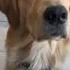 I Am Your DOGGY Dog Goldenretriever Funny Cute