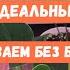 АНТУРИУМ 5 ПРИЧИН ПОЧЕМУ ЖЕЛТЕЮТ ЛИСТЬЯ У АНТУРИУМА Создаем Идеальные Условия для Антуриума