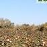 Forced Labor In Turkmenistan S 2020 Cotton Harvest