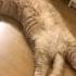 Cat Chilling Exotic Shorthair Shorts