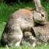 MATING RABBITS