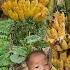 Mom Went To Find Yellow Bananas For Her Children To Eat And Then Sold Them To Get Money To Buy Rice