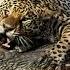 Jaguar Kills Caiman And Anaconda