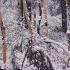 Snowy Trees Background No Sound 4K UHD Relaxing Gentle Calming Snowy Winter Forest