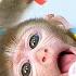 KiKi Monkey Doctor Pretend Play Help Baby With The Toothache KUDO ANIMAL KIKI